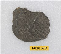 藏品(海百合)的圖片